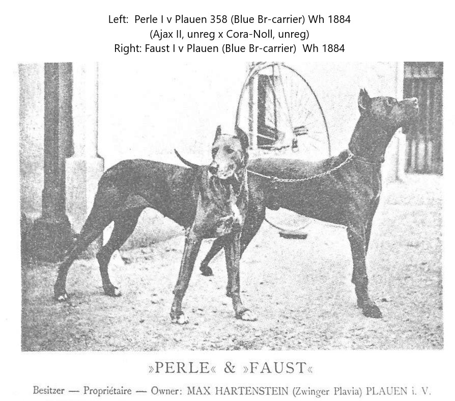 Perle and Faust